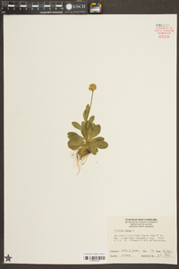 Polygala lutea image