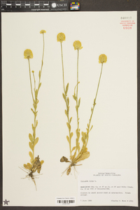 Polygala lutea image