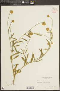 Polygala lutea image
