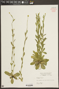 Polygala lutea image