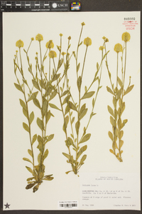 Polygala lutea image