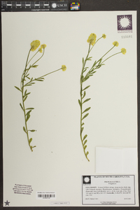 Polygala lutea image