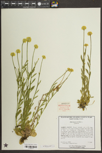 Polygala lutea image