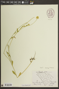 Polygala lutea image