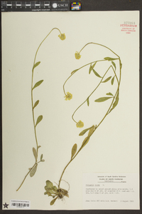 Polygala lutea image