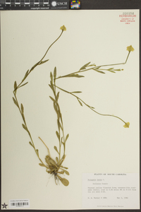 Polygala lutea image