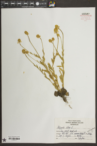 Polygala lutea image
