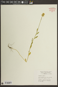 Polygala lutea image