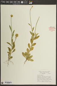 Polygala lutea image