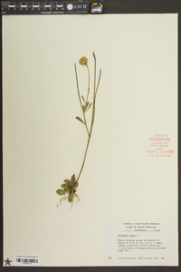 Polygala lutea image