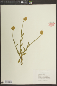 Polygala lutea image