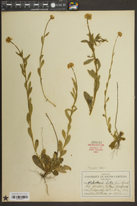 Polygala lutea image