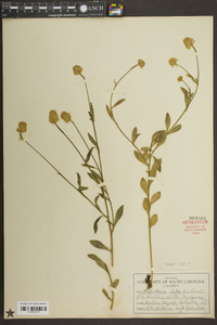 Polygala lutea image