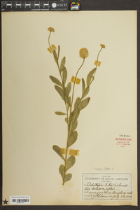 Polygala lutea image