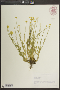 Polygala lutea image