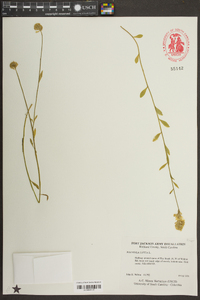 Polygala lutea image