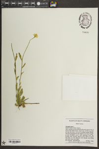 Polygala lutea image