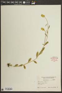 Polygala lutea image