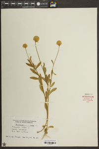 Polygala lutea image