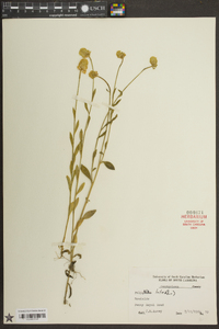 Polygala lutea image