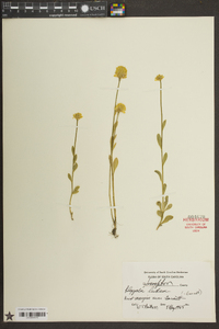 Polygala lutea image