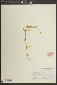 Polygala lutea image