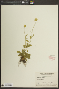 Polygala lutea image