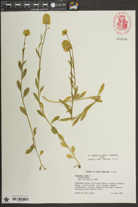 Polygala lutea image