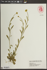 Polygala lutea image