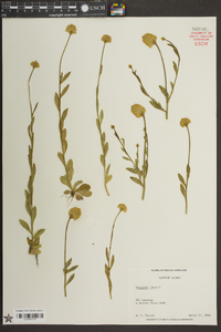 Polygala lutea image