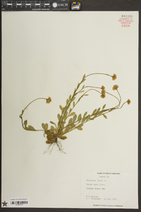 Polygala lutea image