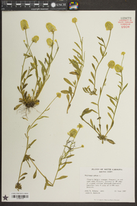 Polygala lutea image
