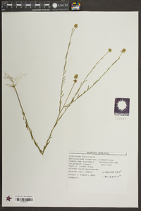 Polygala mariana image