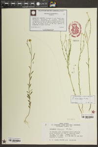 Polygala mariana image