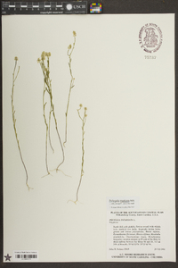 Polygala mariana image