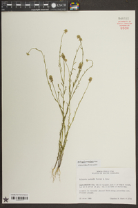 Polygala mariana image