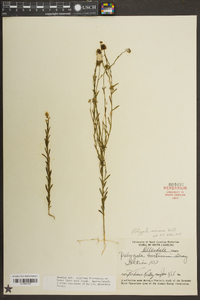 Polygala mariana image