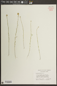 Polygala mariana image