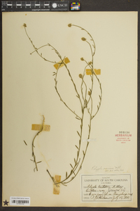 Polygala mariana image