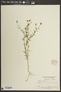 Polygala mariana image