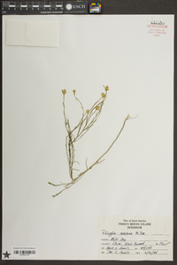 Polygala mariana image