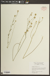 Polygala mariana image