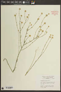 Polygala mariana image