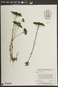 Polygala ramosa image