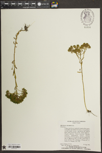 Polygala ramosa image