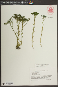 Polygala ramosa image