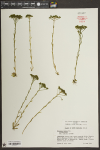 Polygala ramosa image