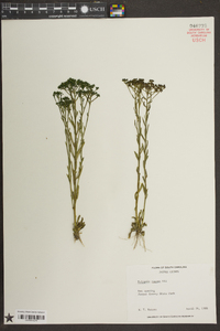 Polygala ramosa image