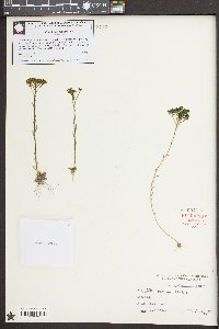 Polygala ramosa image