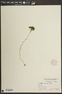 Polygala ramosa image